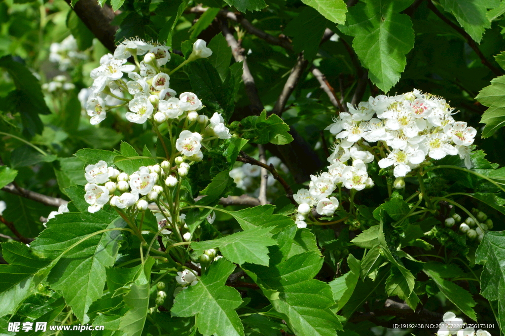 山楂树花