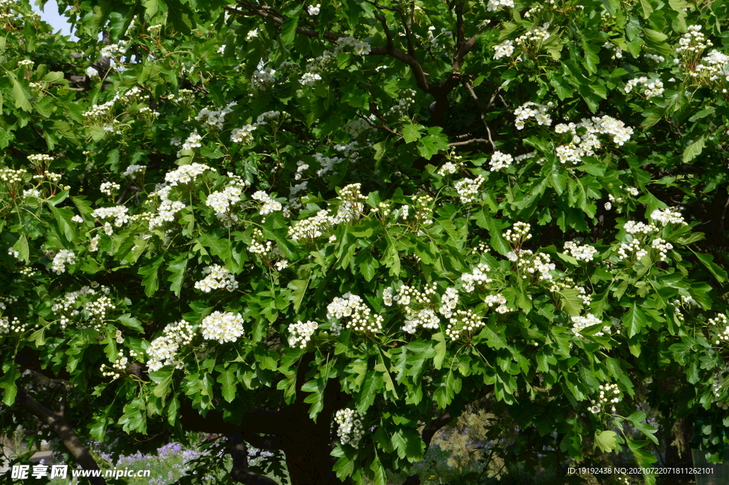 山楂树花 