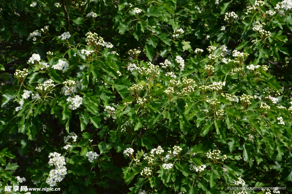 山楂树花 