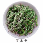 百里香免抠素材