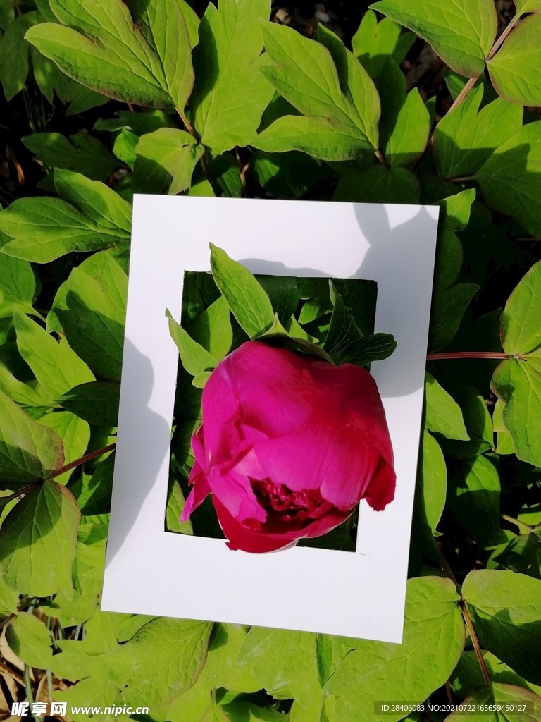 裸眼3d 花