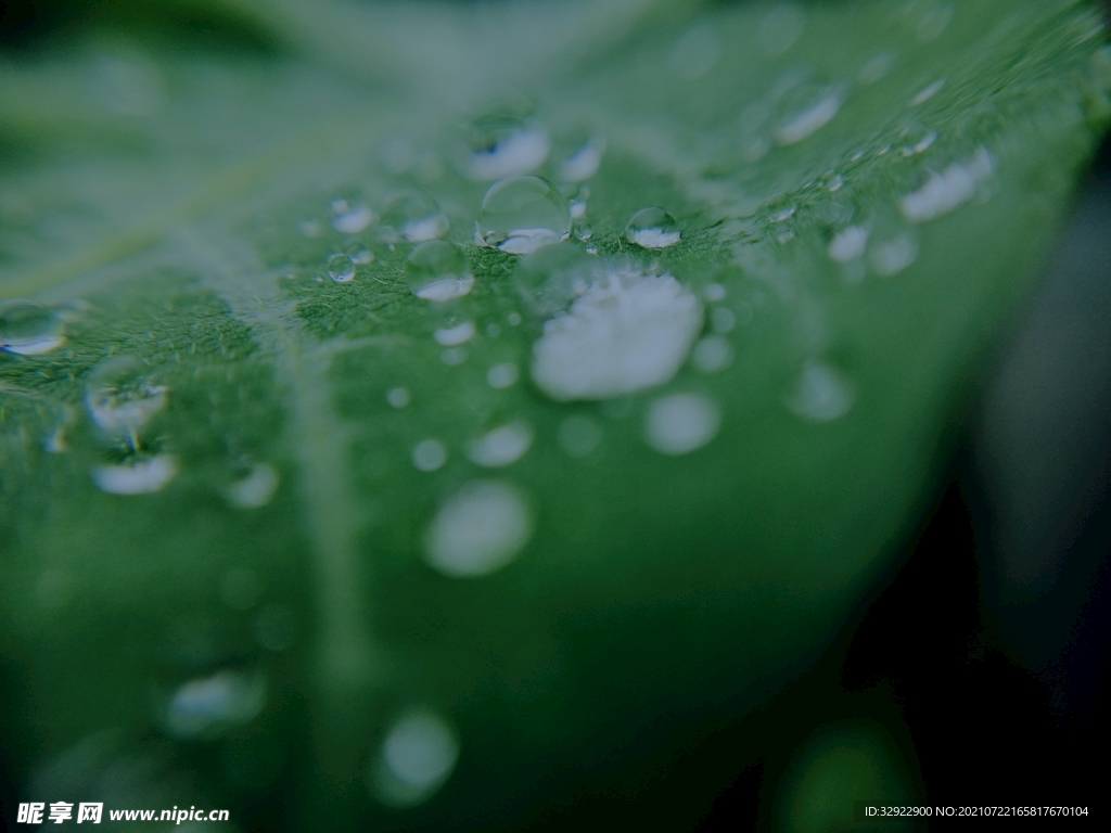 雨天水珠摄影