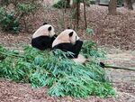 并排吃竹