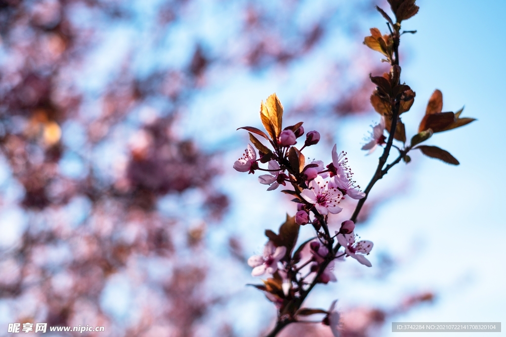 梅花