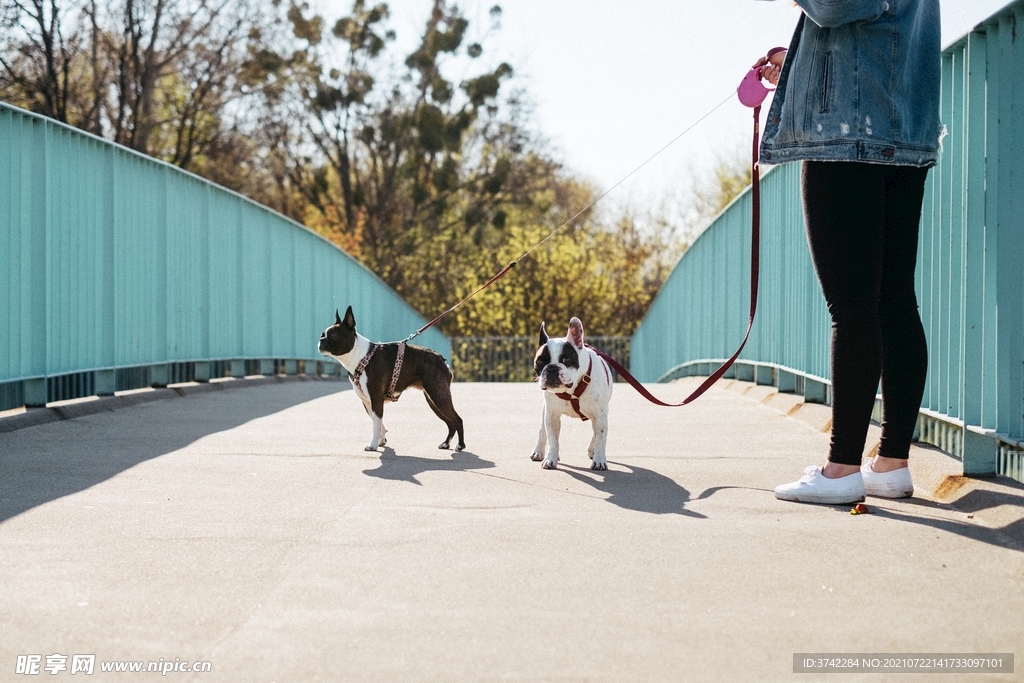 斗牛犬摄影图 