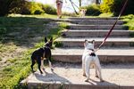 斗牛犬摄影图