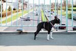 斗牛犬摄影图 