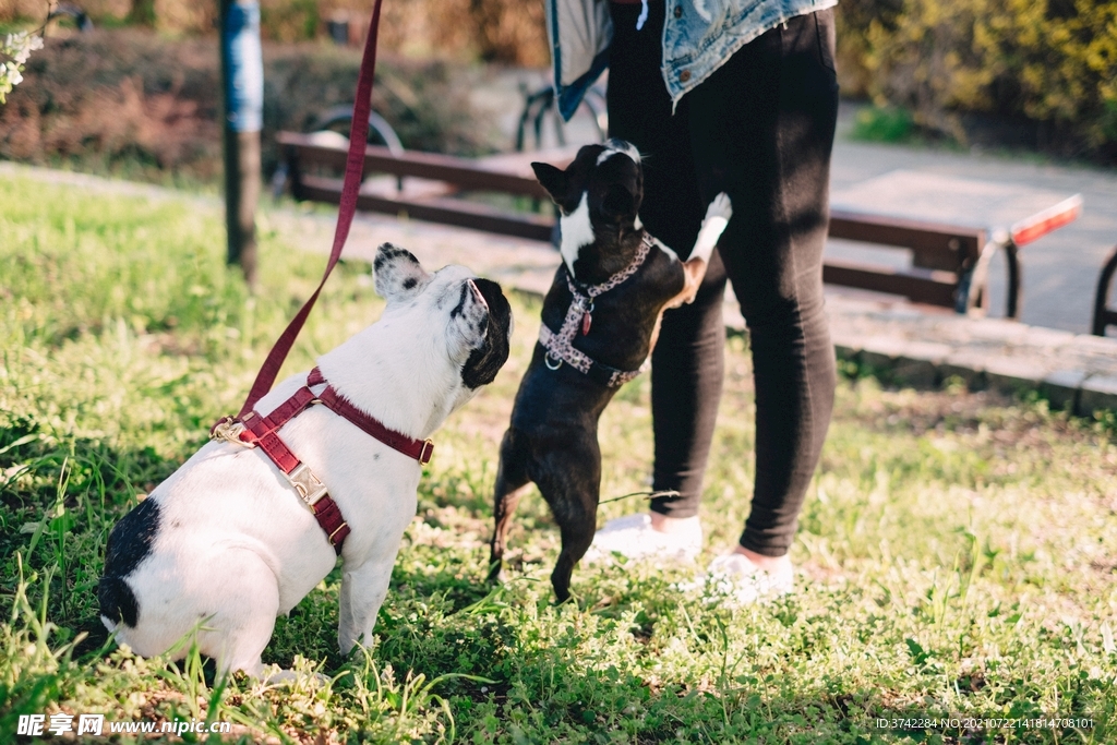 斗牛犬摄影图 