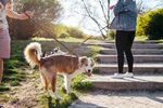 边境牧羊犬摄影图