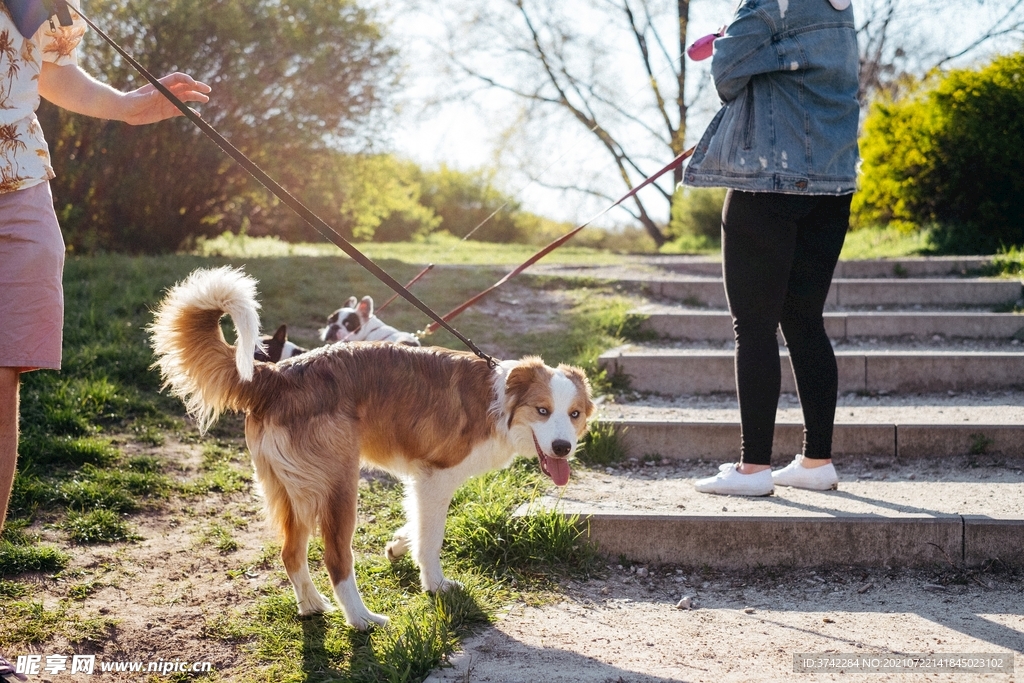 边境牧羊犬摄影图