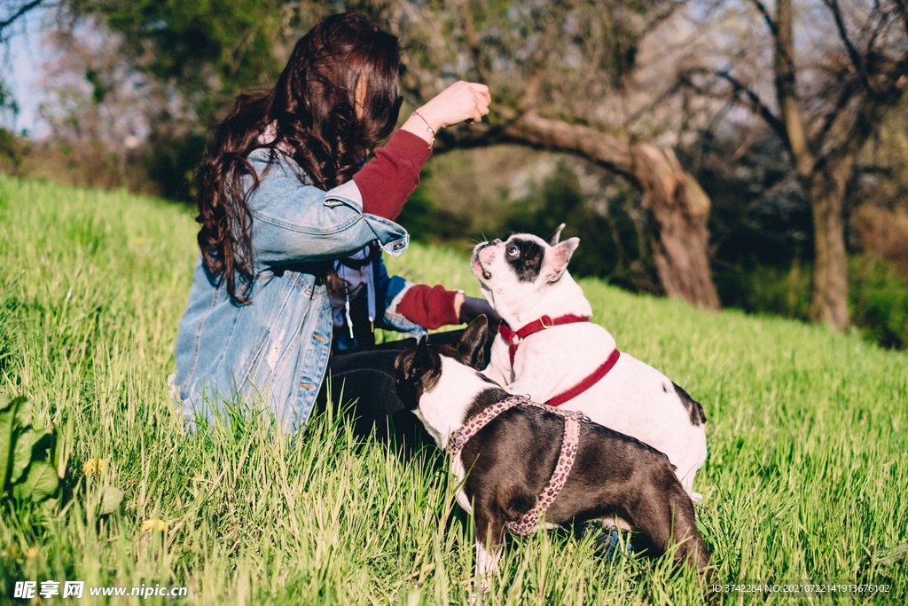 斗牛犬摄影图