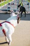 斗牛犬摄影图