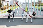 斗牛犬摄影图