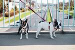 斗牛犬摄影图