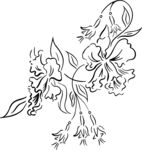 黑白手绘植物 