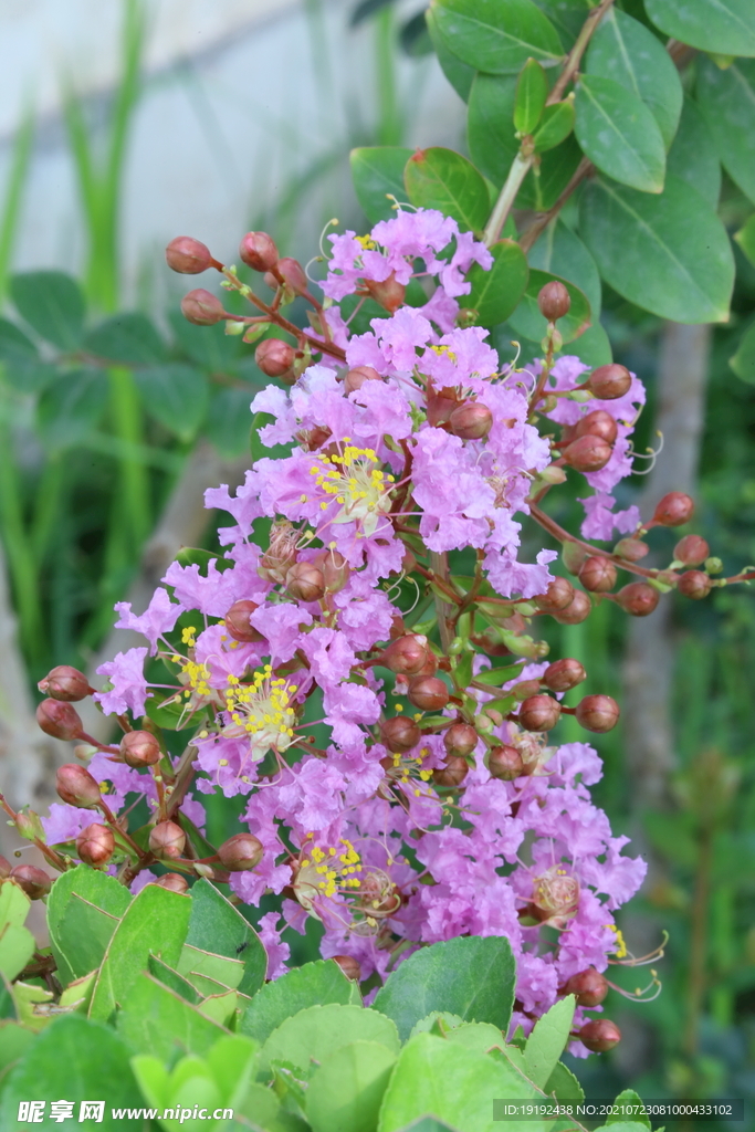 紫薇花 