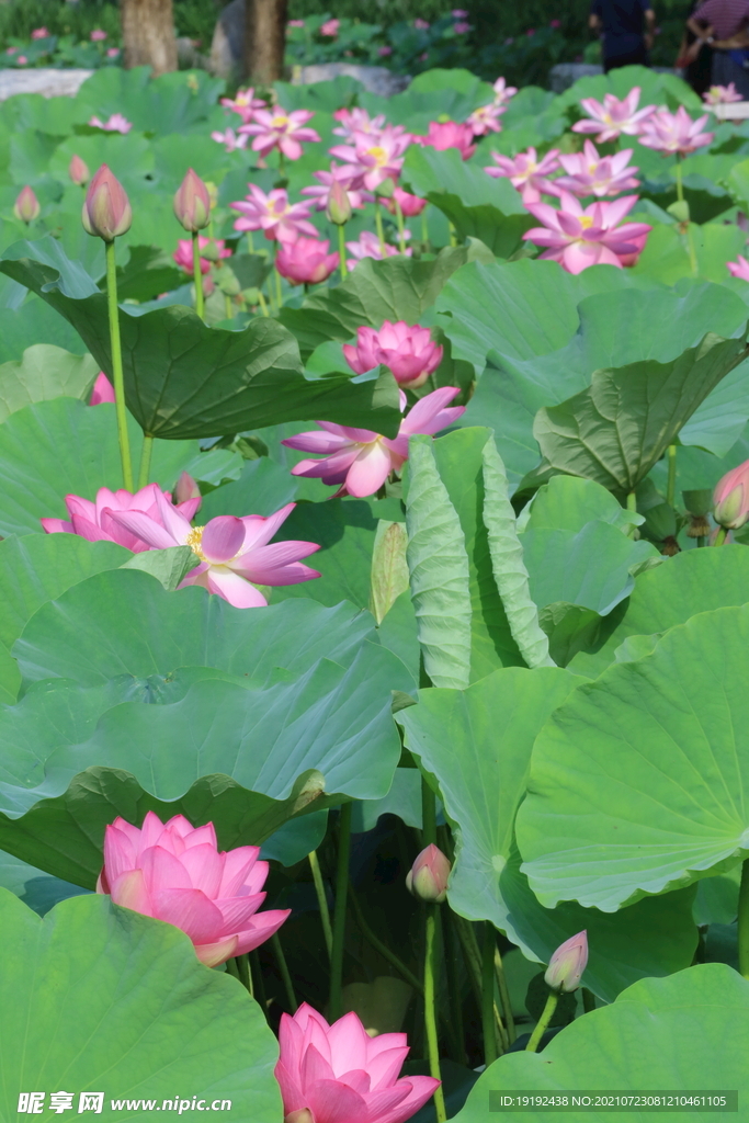 荷花 