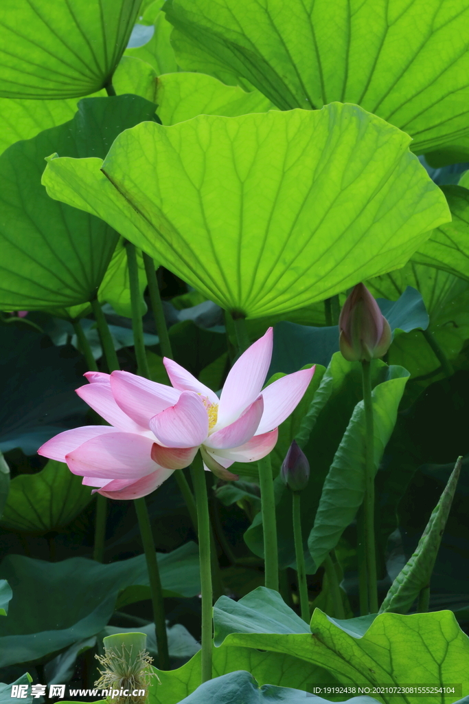 荷花 