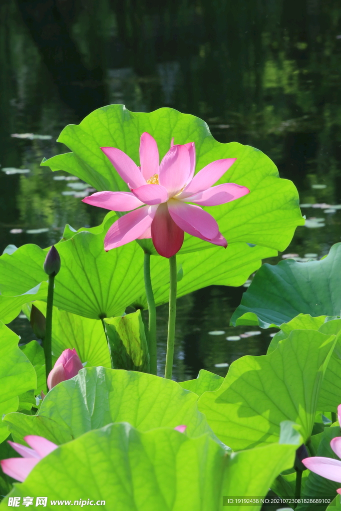 荷花 
