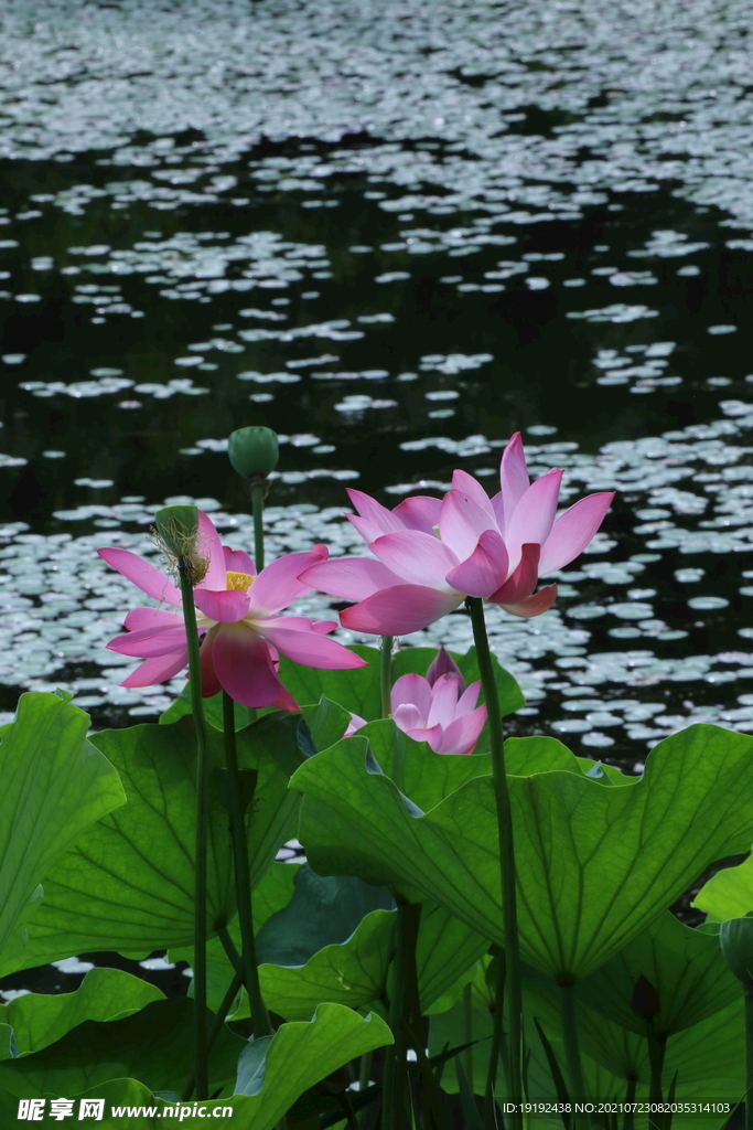 荷花