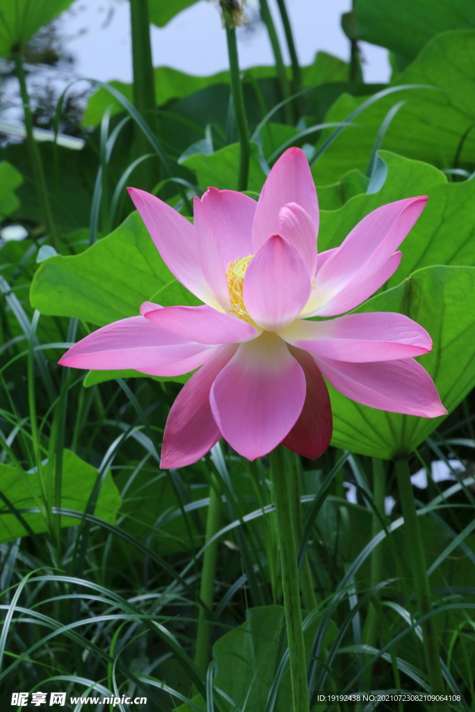 荷花 