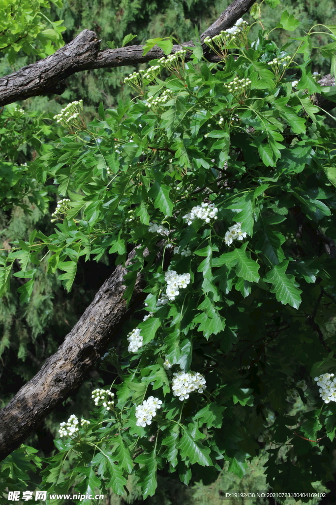 山楂树花 