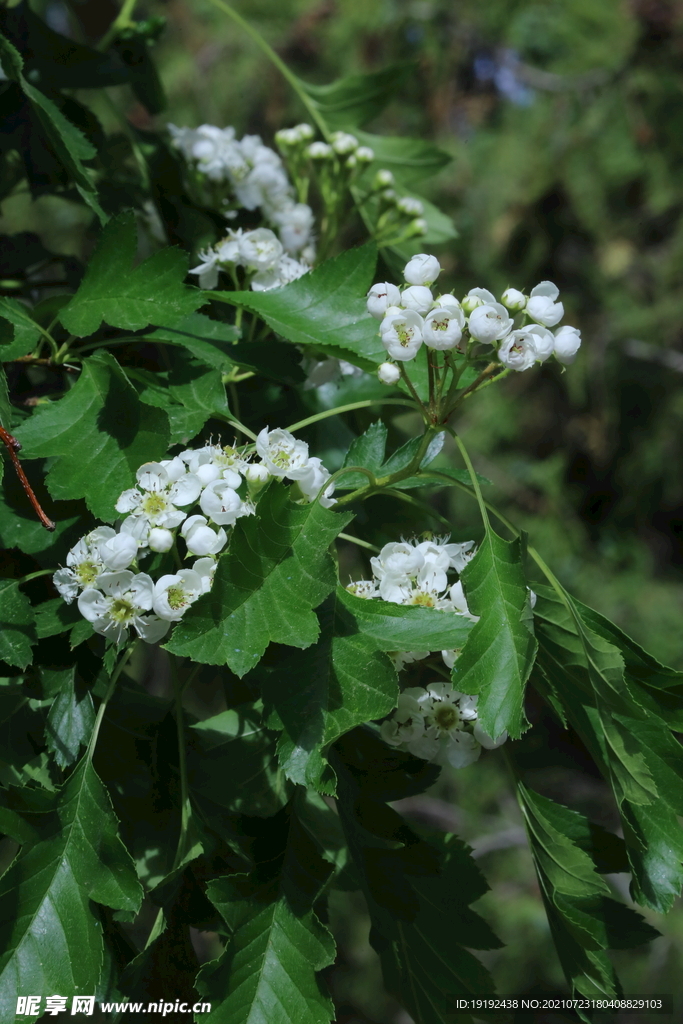 山楂树花