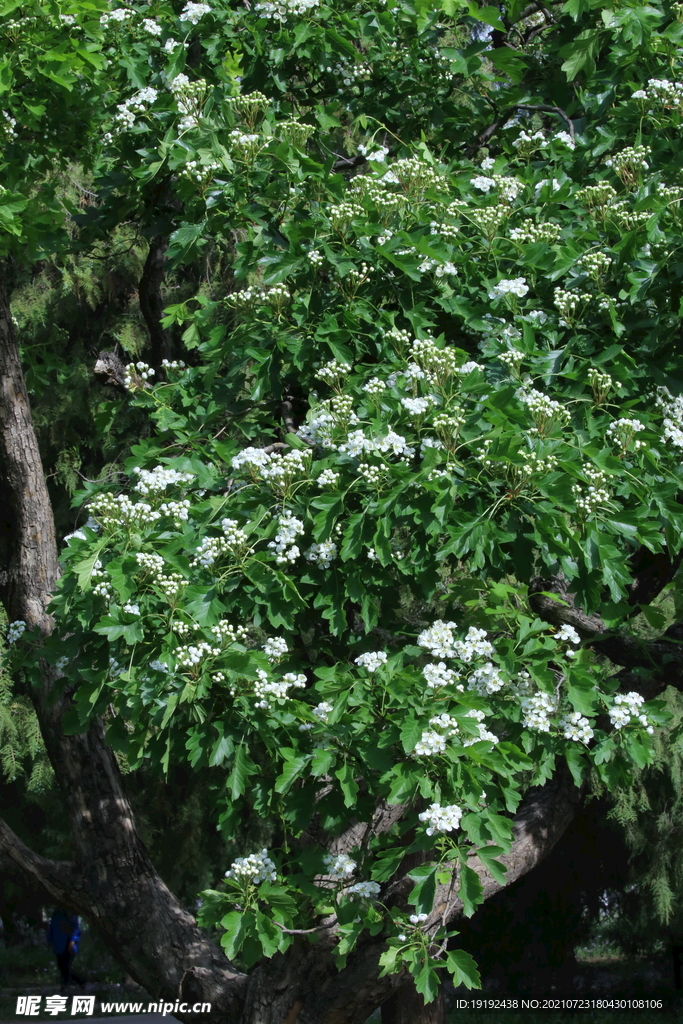 山楂树花