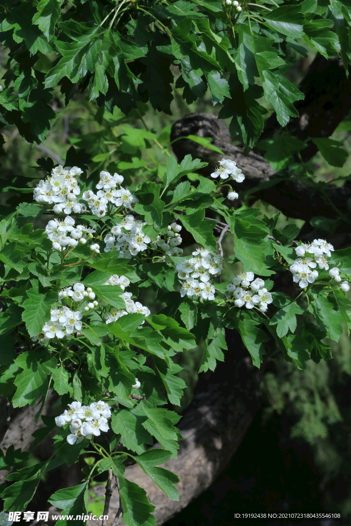 山楂树花 