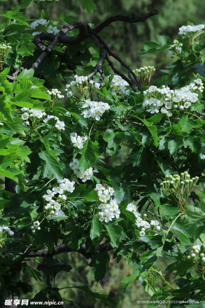 山楂树花 