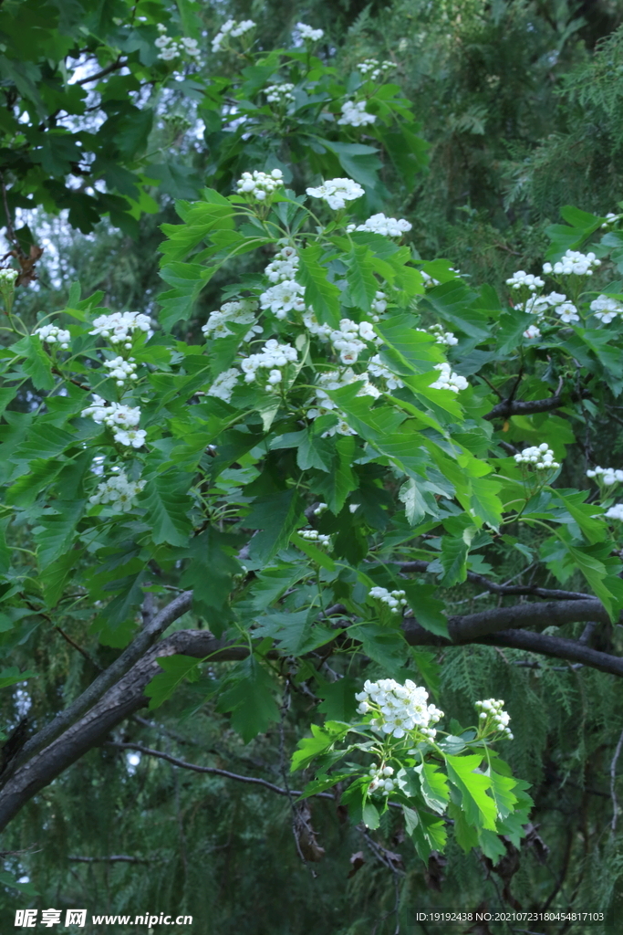 山楂树花 