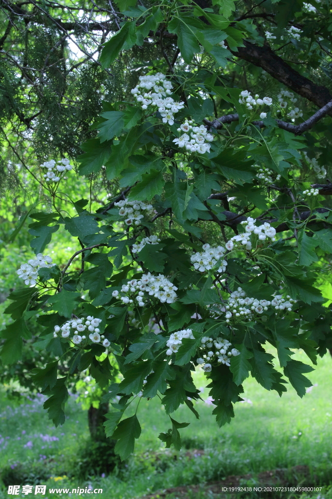 山楂树花