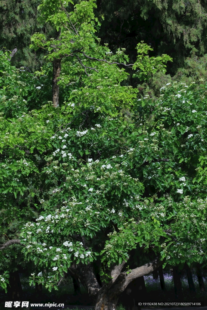 山楂树花 