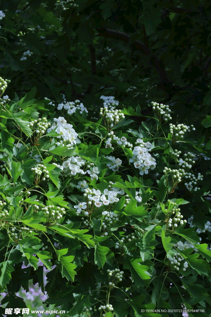 山楂树花 