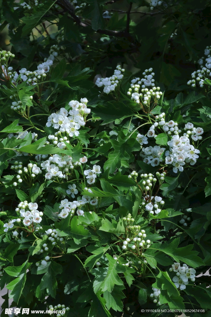 山楂树花