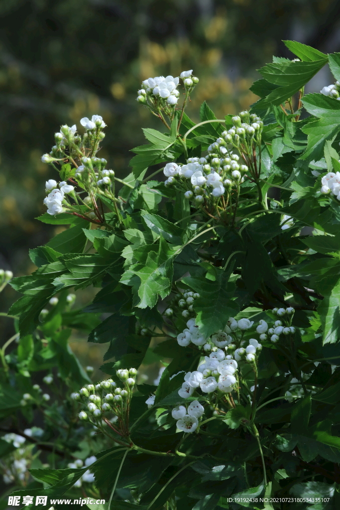 山楂树花 