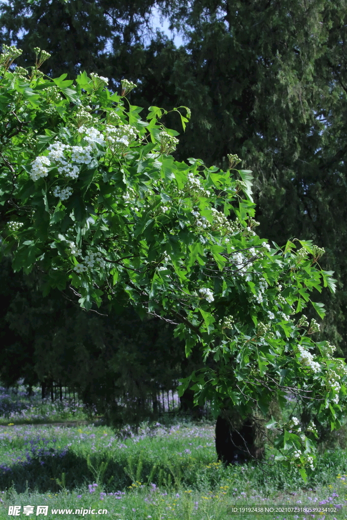 山楂树花 