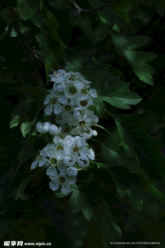 山楂树花 