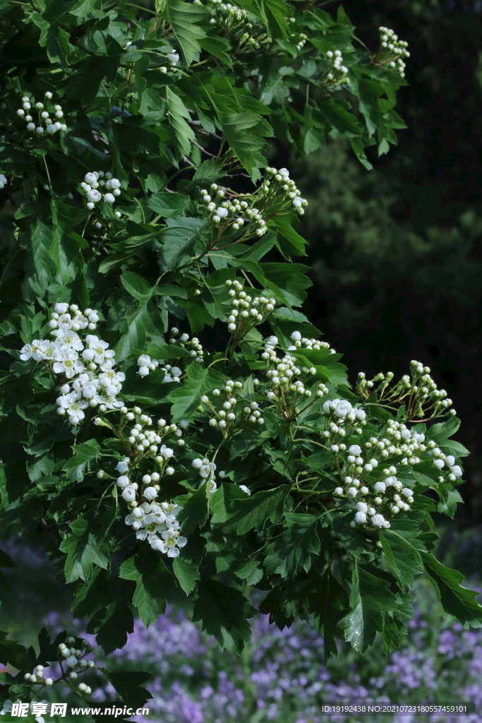 山楂树花 