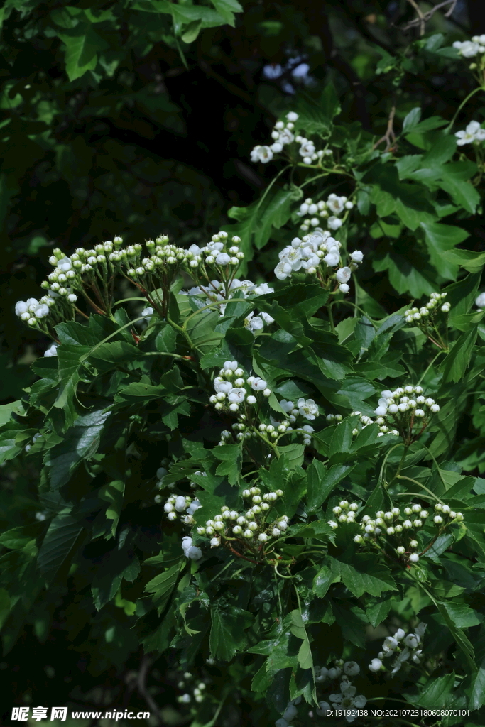 山楂树花