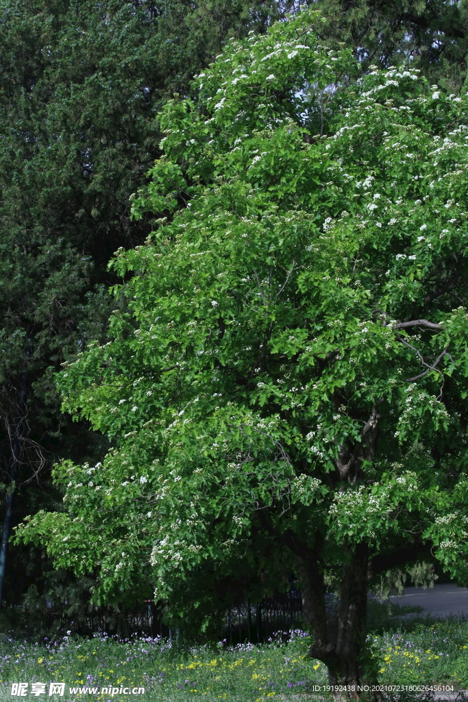 山楂树花