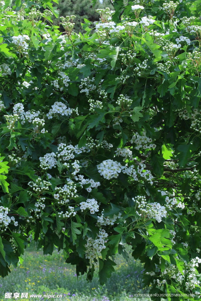 山楂树花 