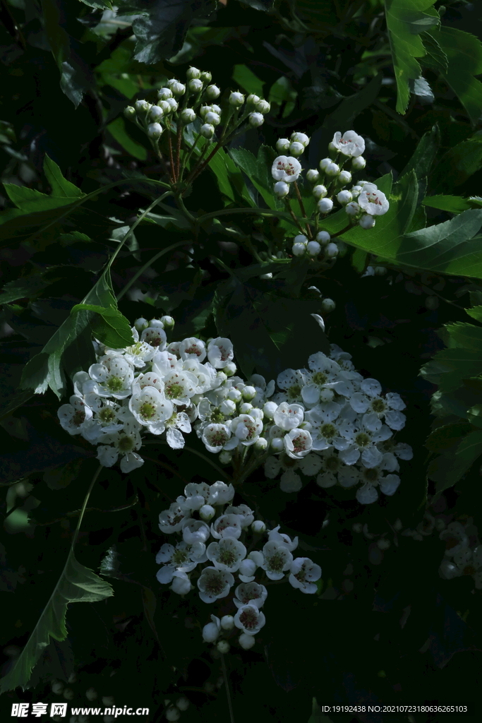 山楂树花 