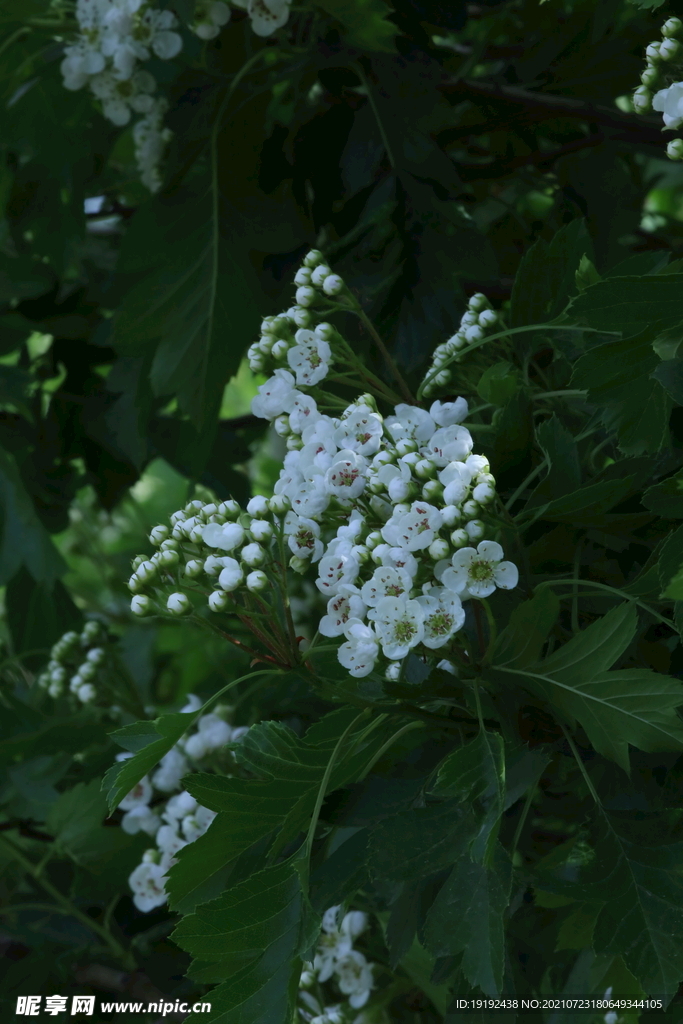 山楂树花 