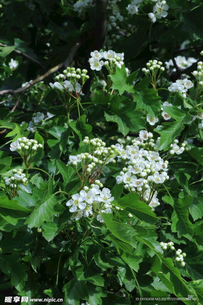 山楂树花 