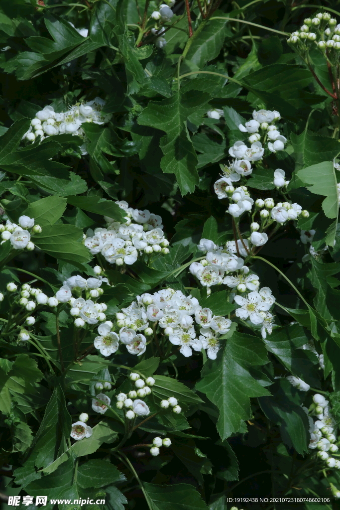 山楂树花