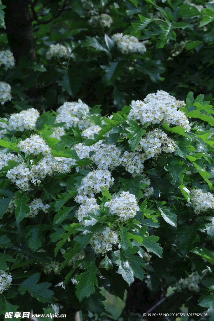 山楂树花 