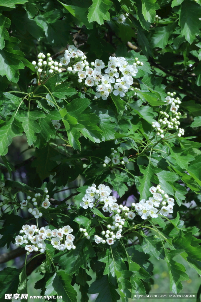 山楂树花