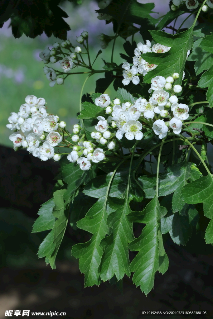 山楂树花 