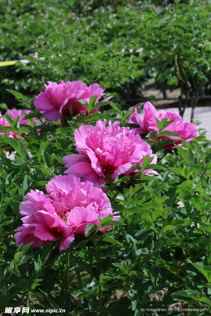 牡丹花 